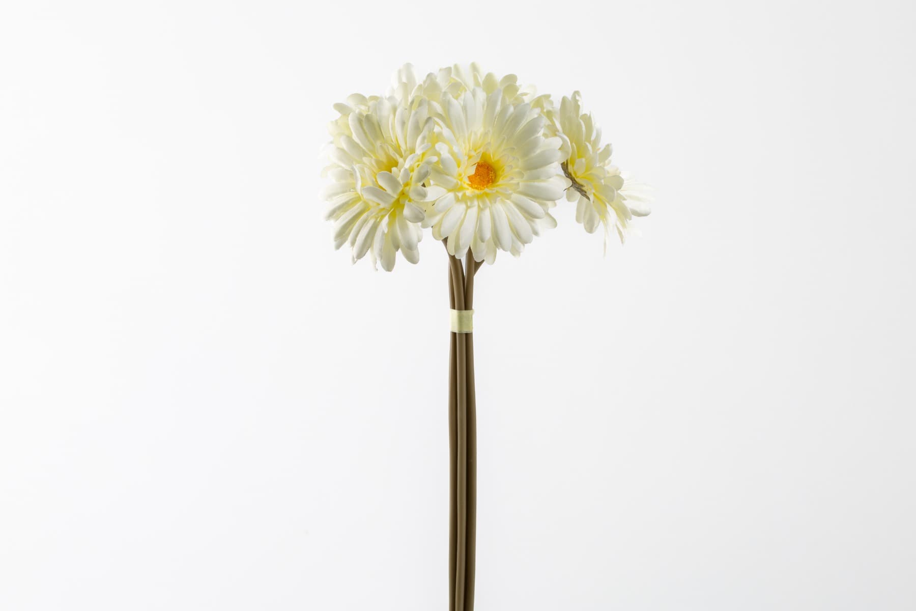 16" Cream Gerbera Bundle