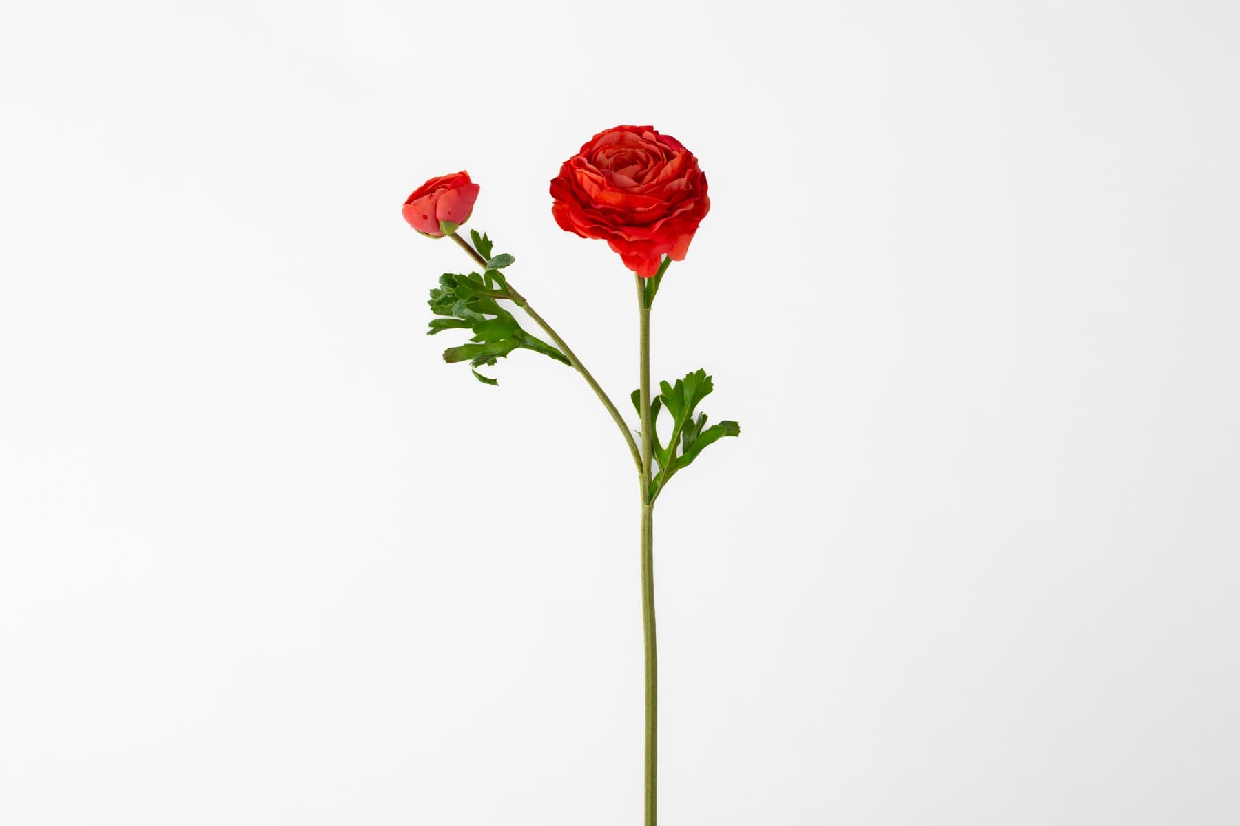 24" Orange Asiatic Ranunculus