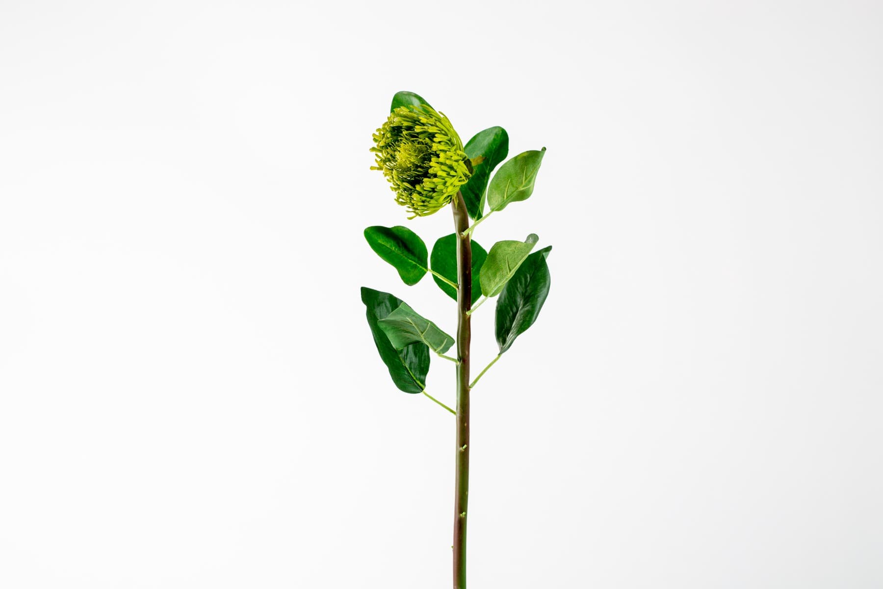 27" Green Pincushion Protea Stem