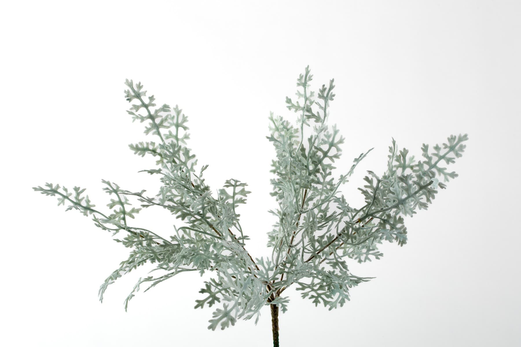 16" Dusty miller bush