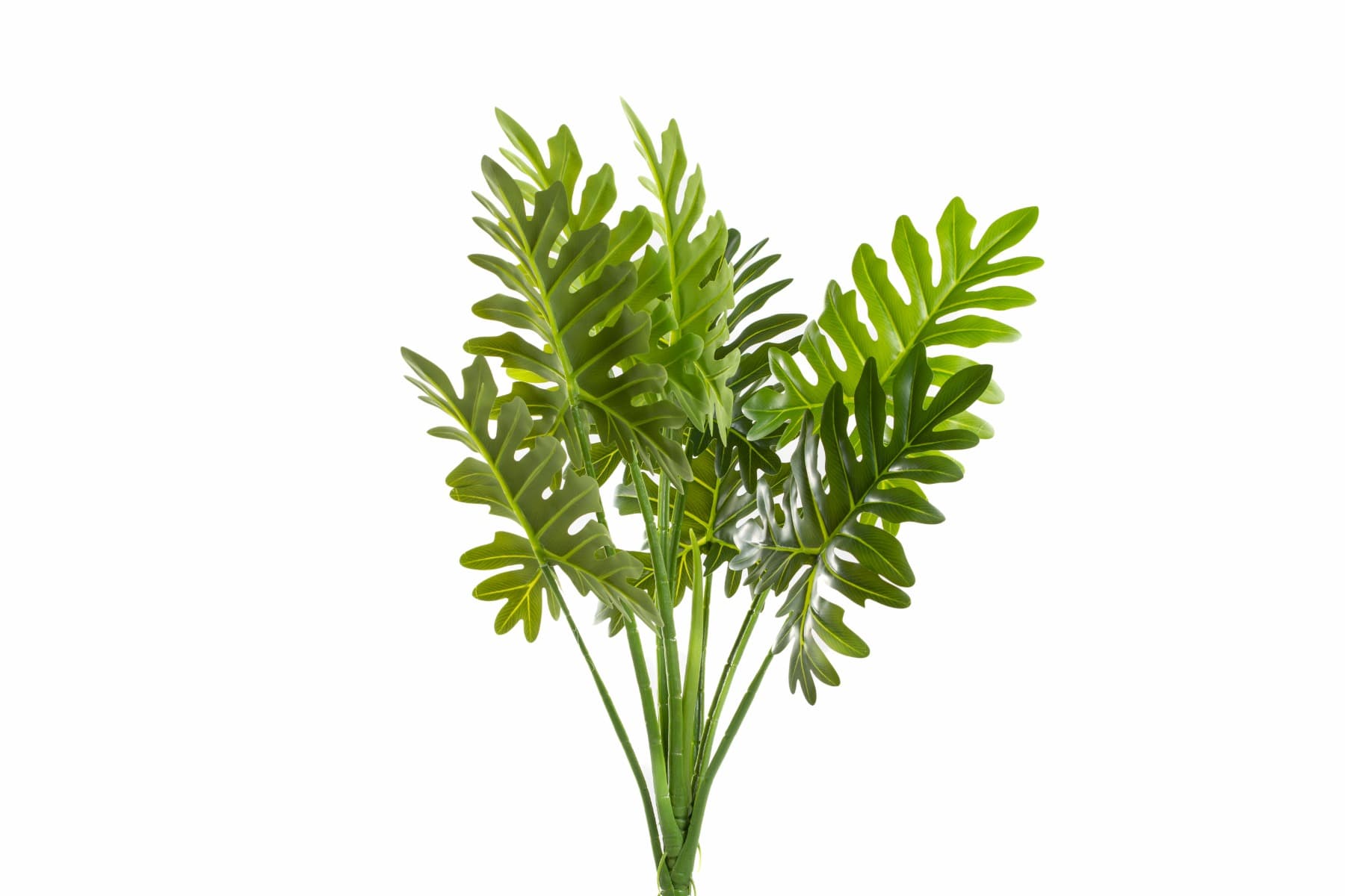 26" Philodendron Selloum