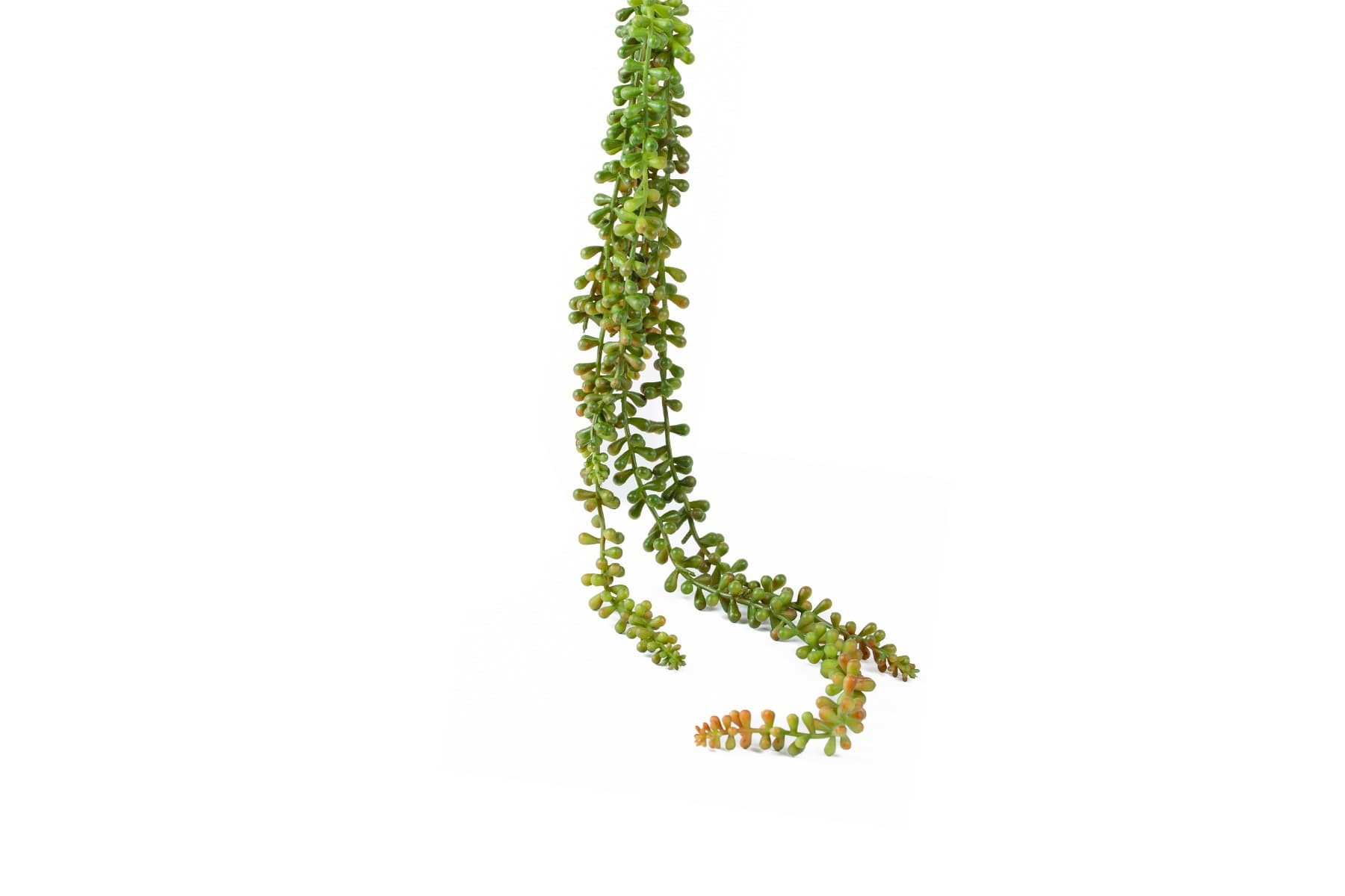 29" Lovers tears Succulent