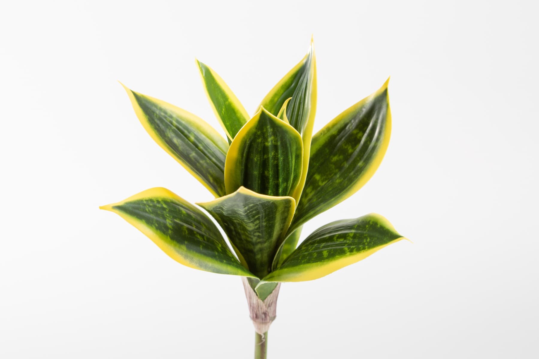 10" Sansevieria Plant Pick