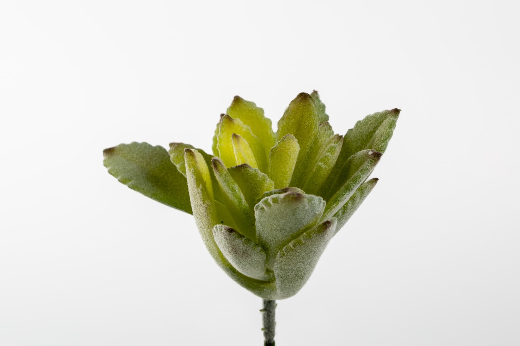 6" Green Baby Agave Pick