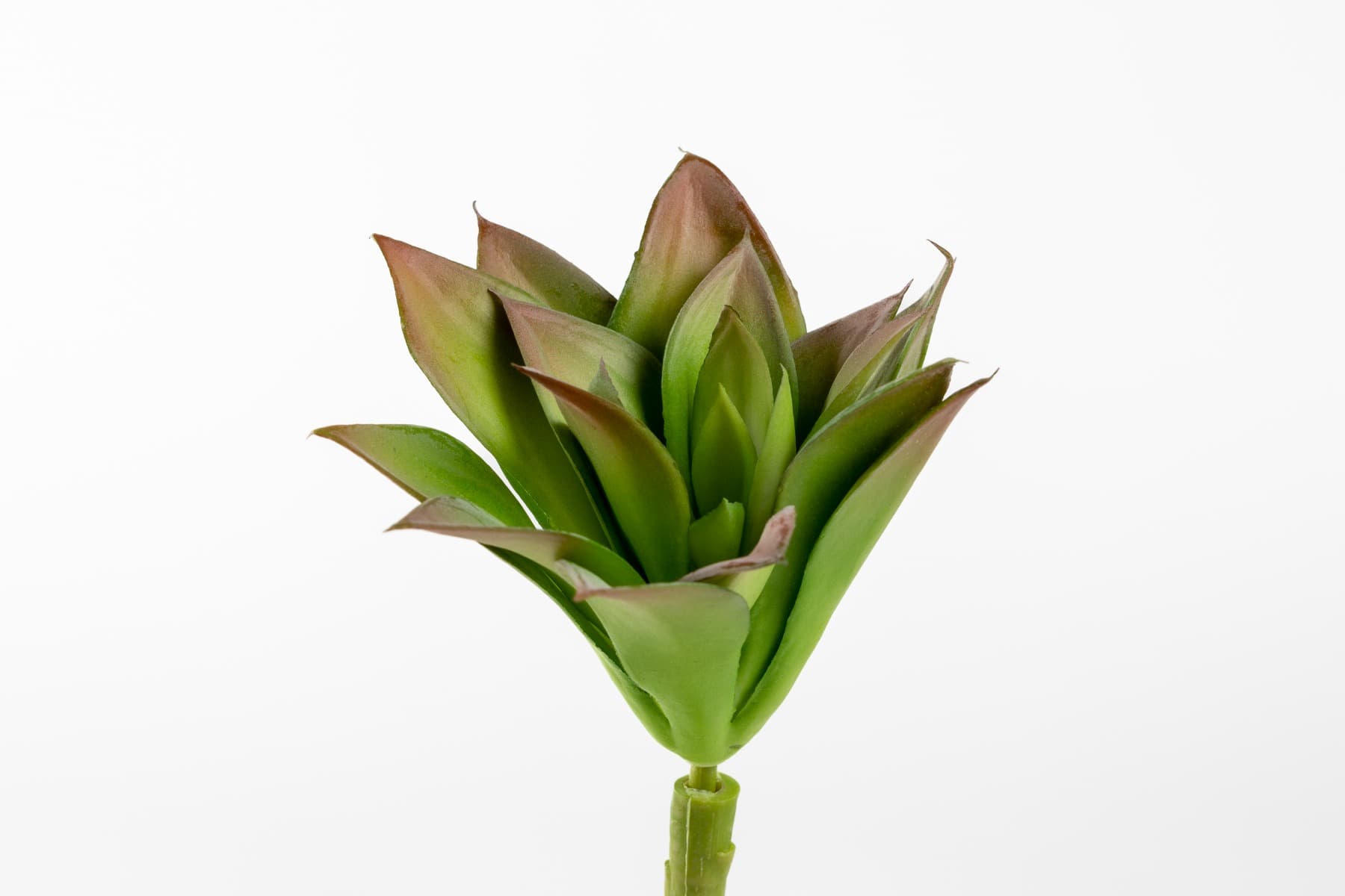 6" Bright Echeveria w/ Pink Tips