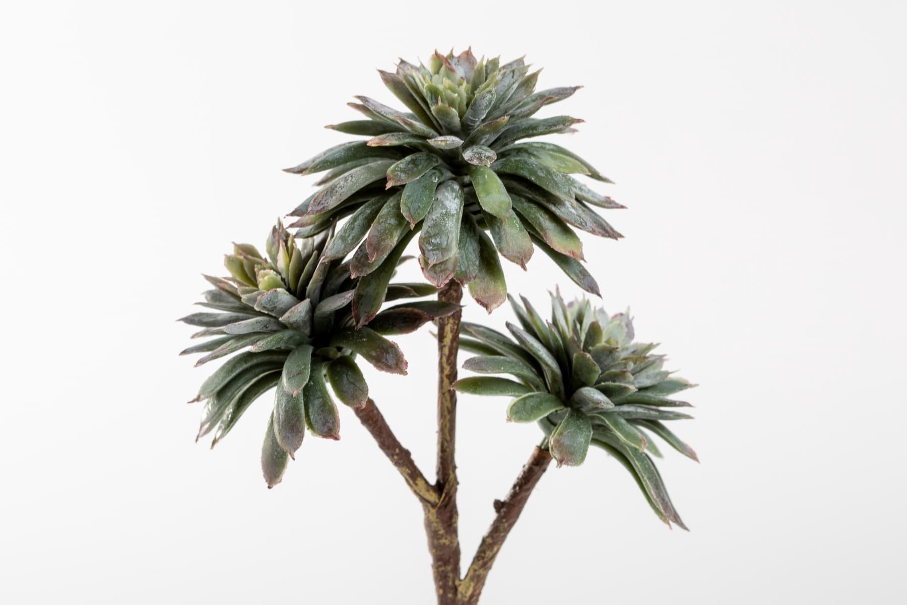 8" Soft Touch Echeveria with 3 Stems