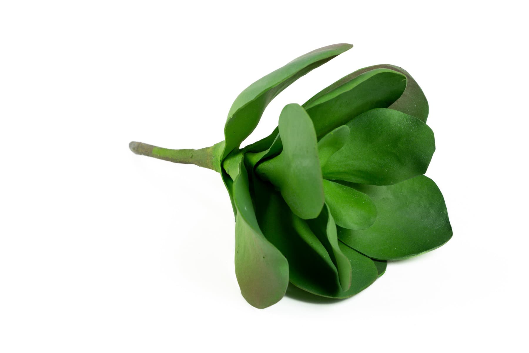 12" Kalanchoe Succulent