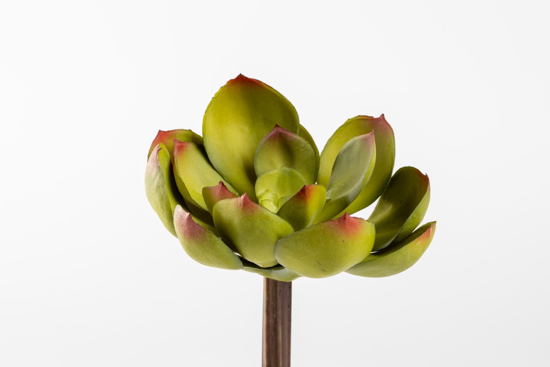 5" Green Echeveria W/ Colored Tips