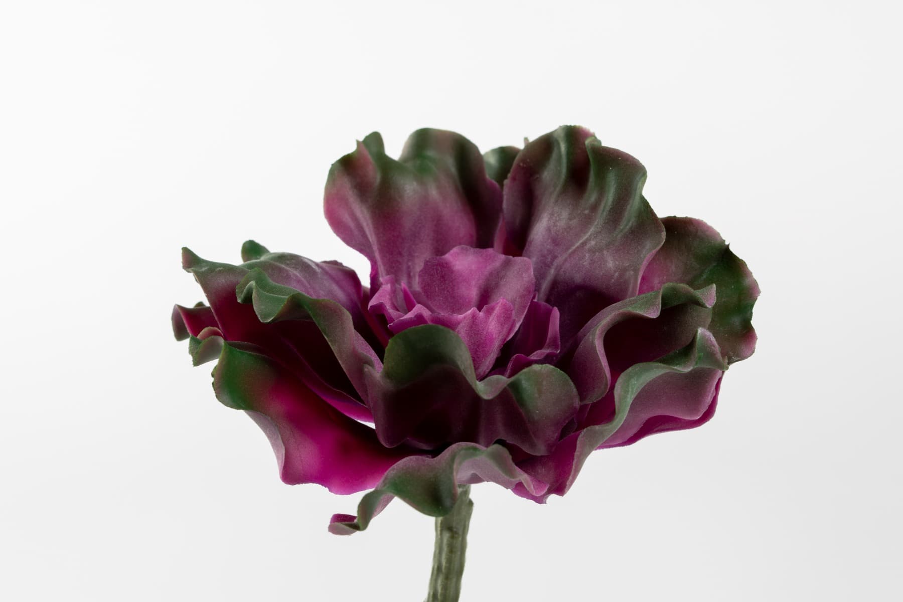 6" Curly Purple Green Cabbage Echeveria