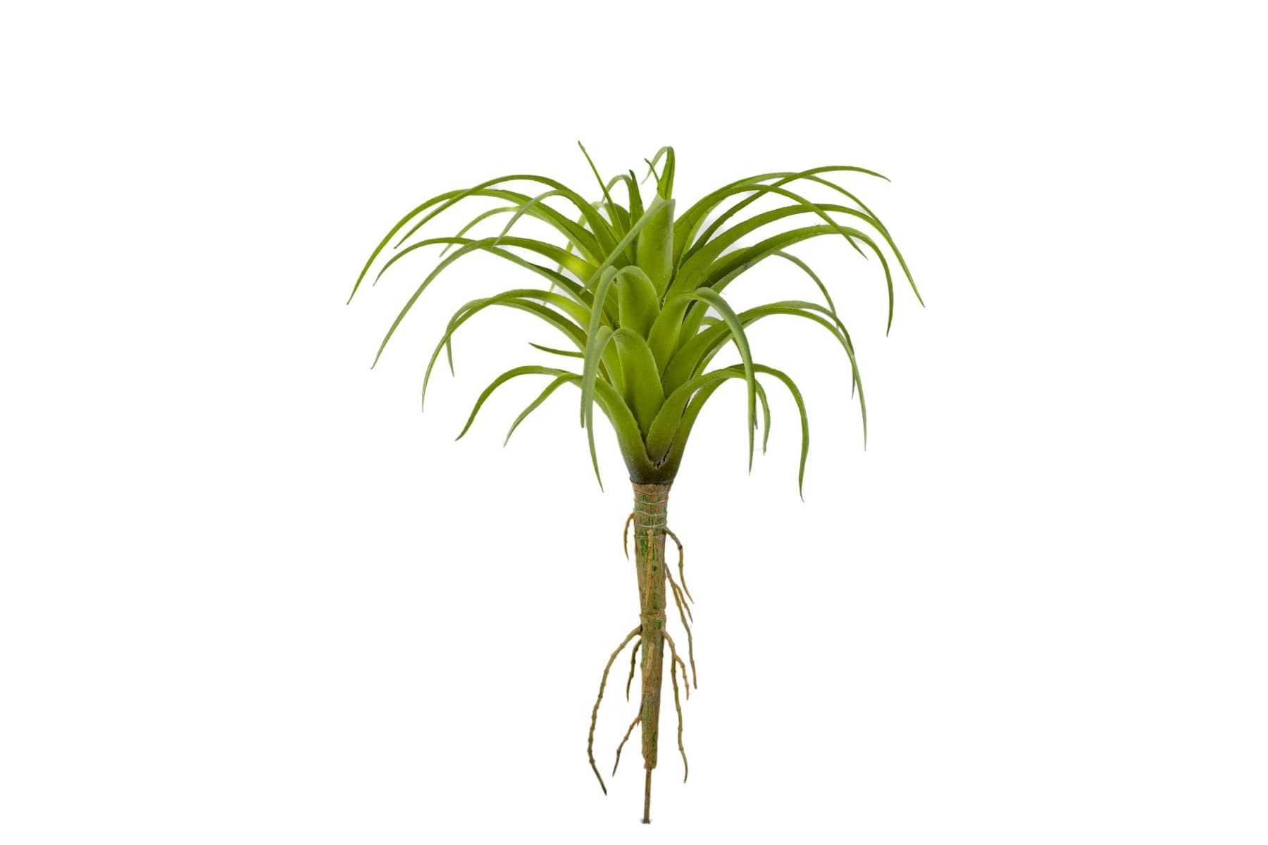 8 1/2" Tillandsia Green
