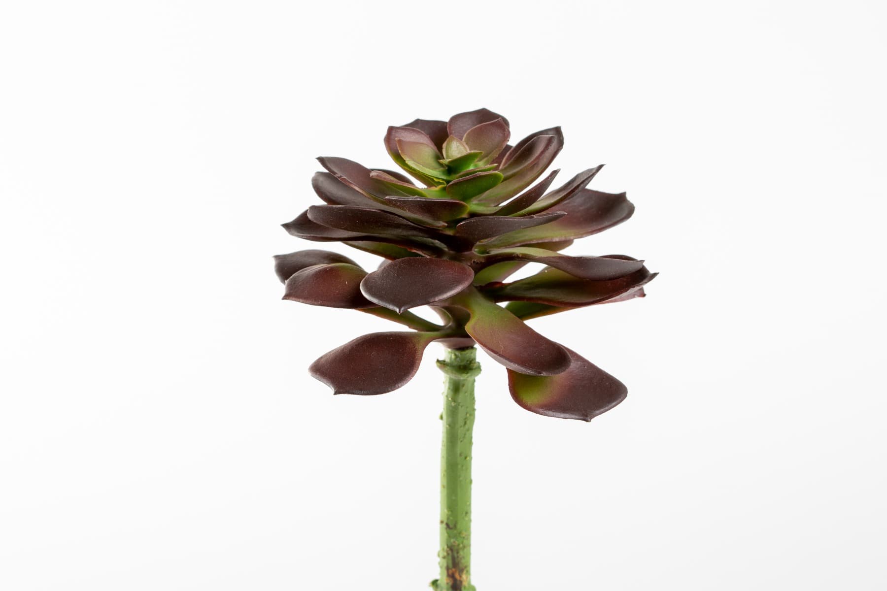 8" Echeveria Pick Burgundy Green