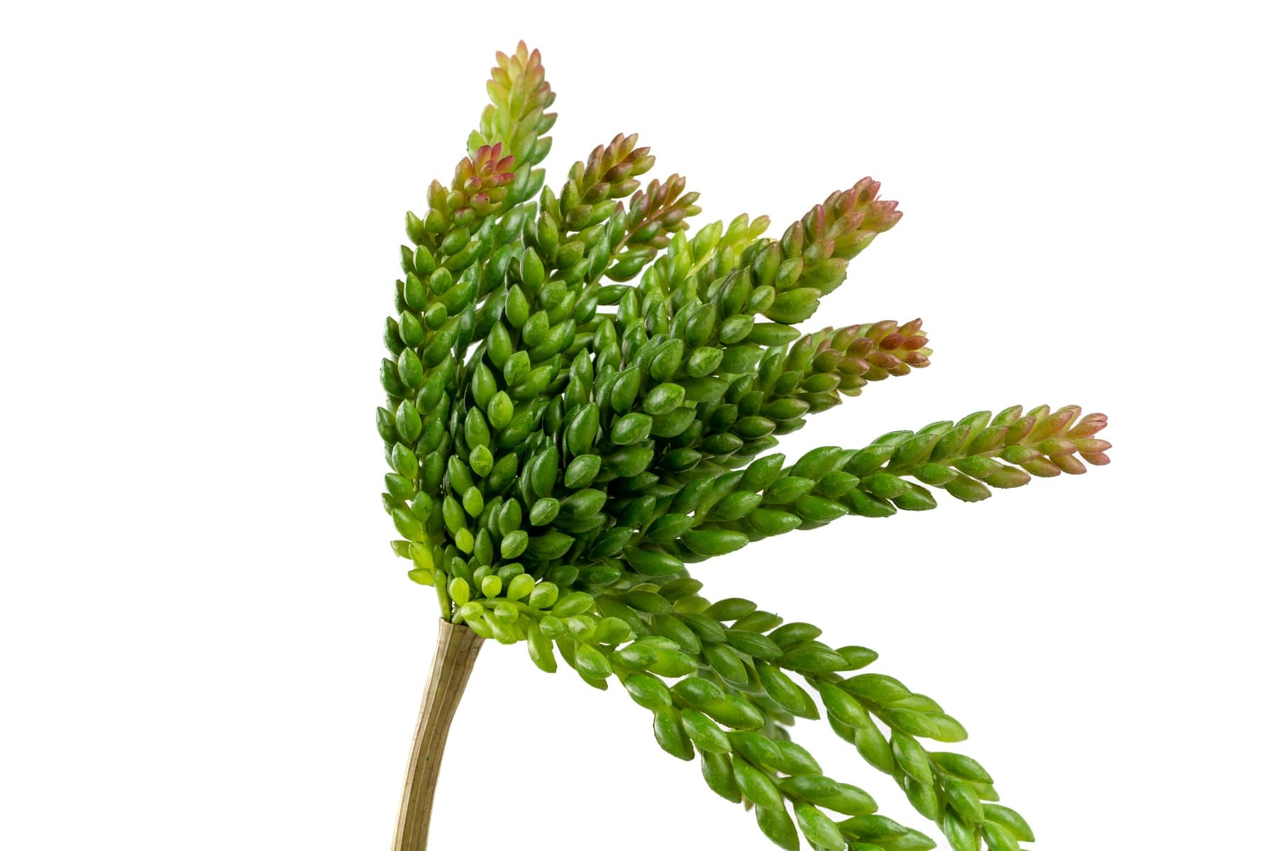 12" Soft Touch Sedum Plant