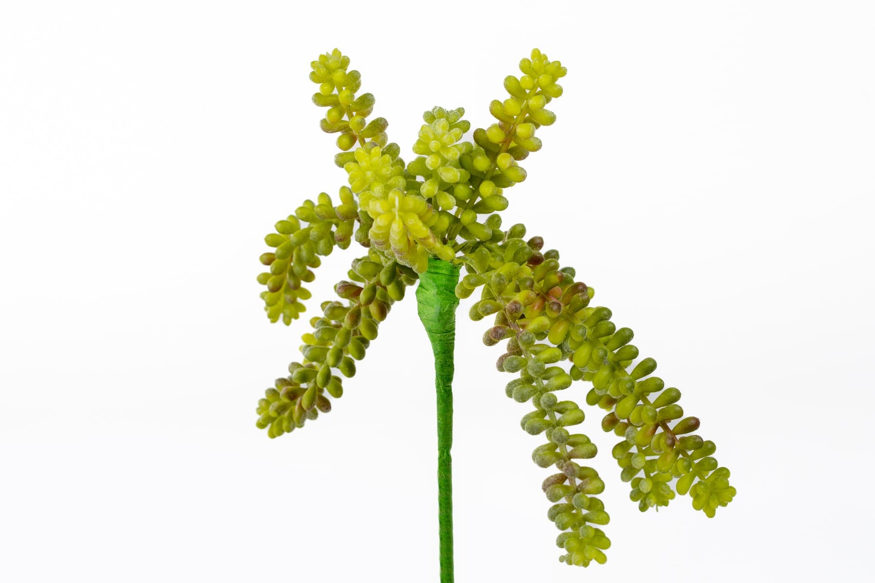 10" St. Donkey Tail Hanging