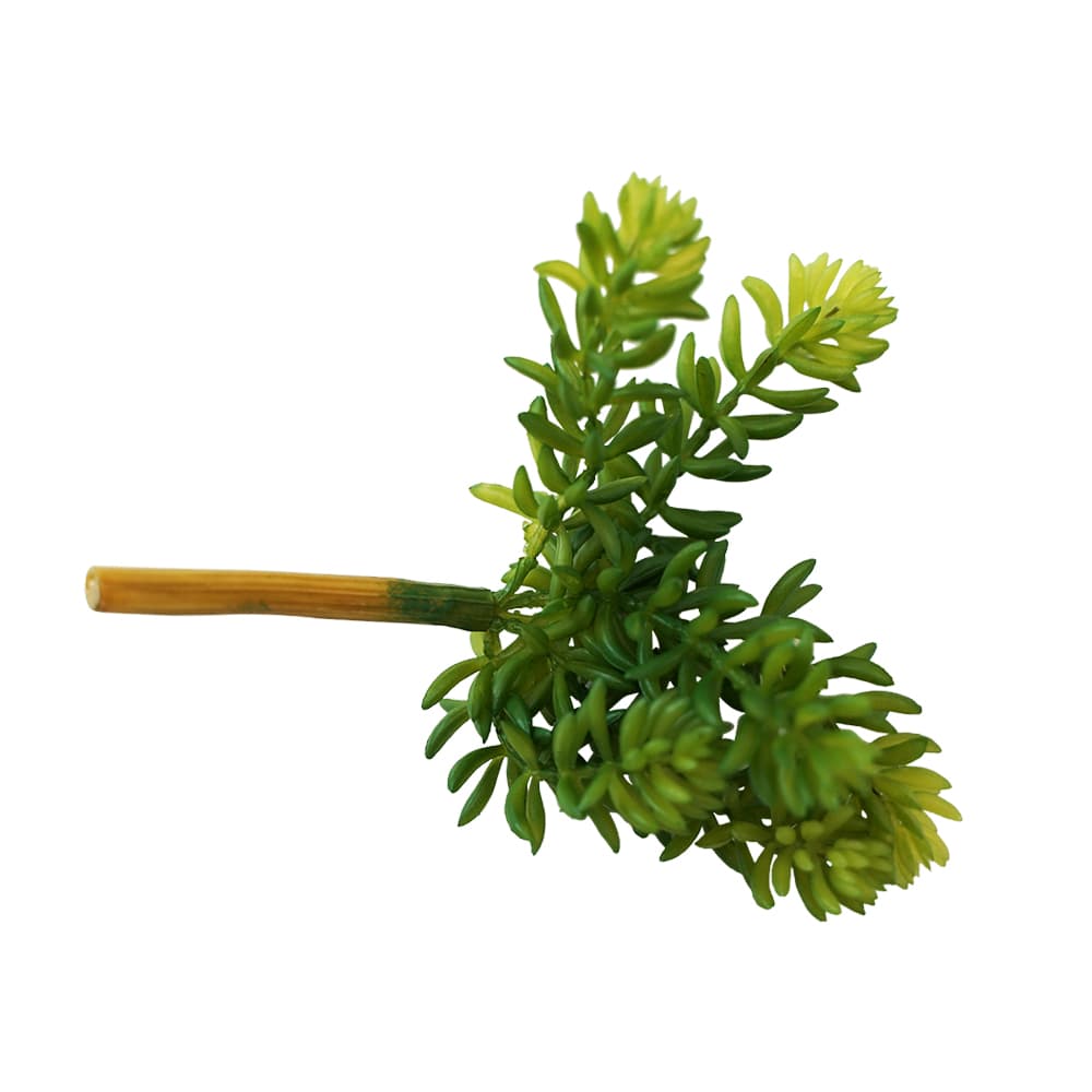7" Soft Sedum Pick Green