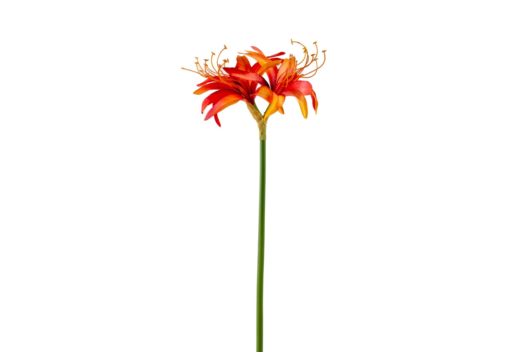 29" Orange Flame Spider Amaryllis Spray