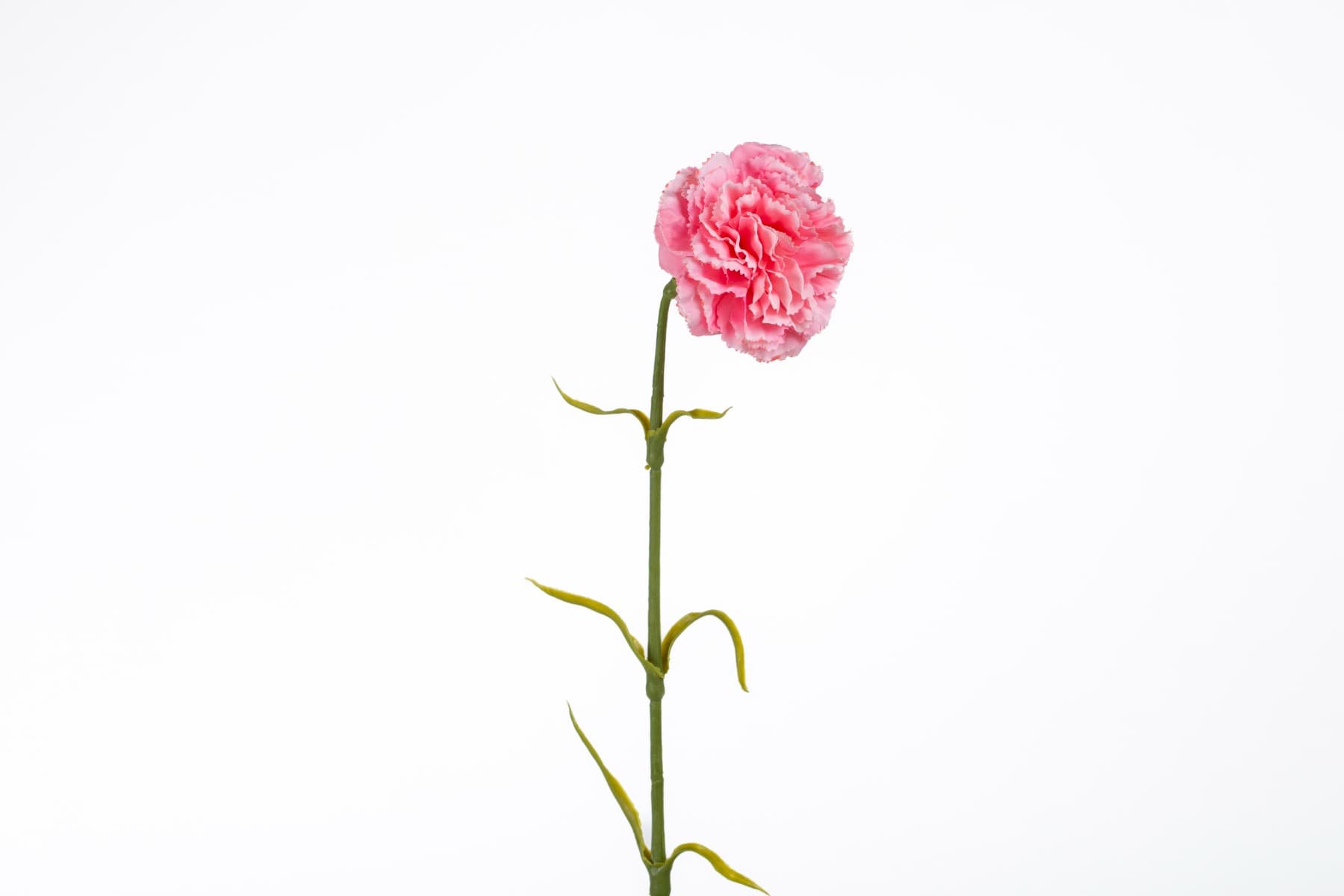 17" Pink Carnation spray