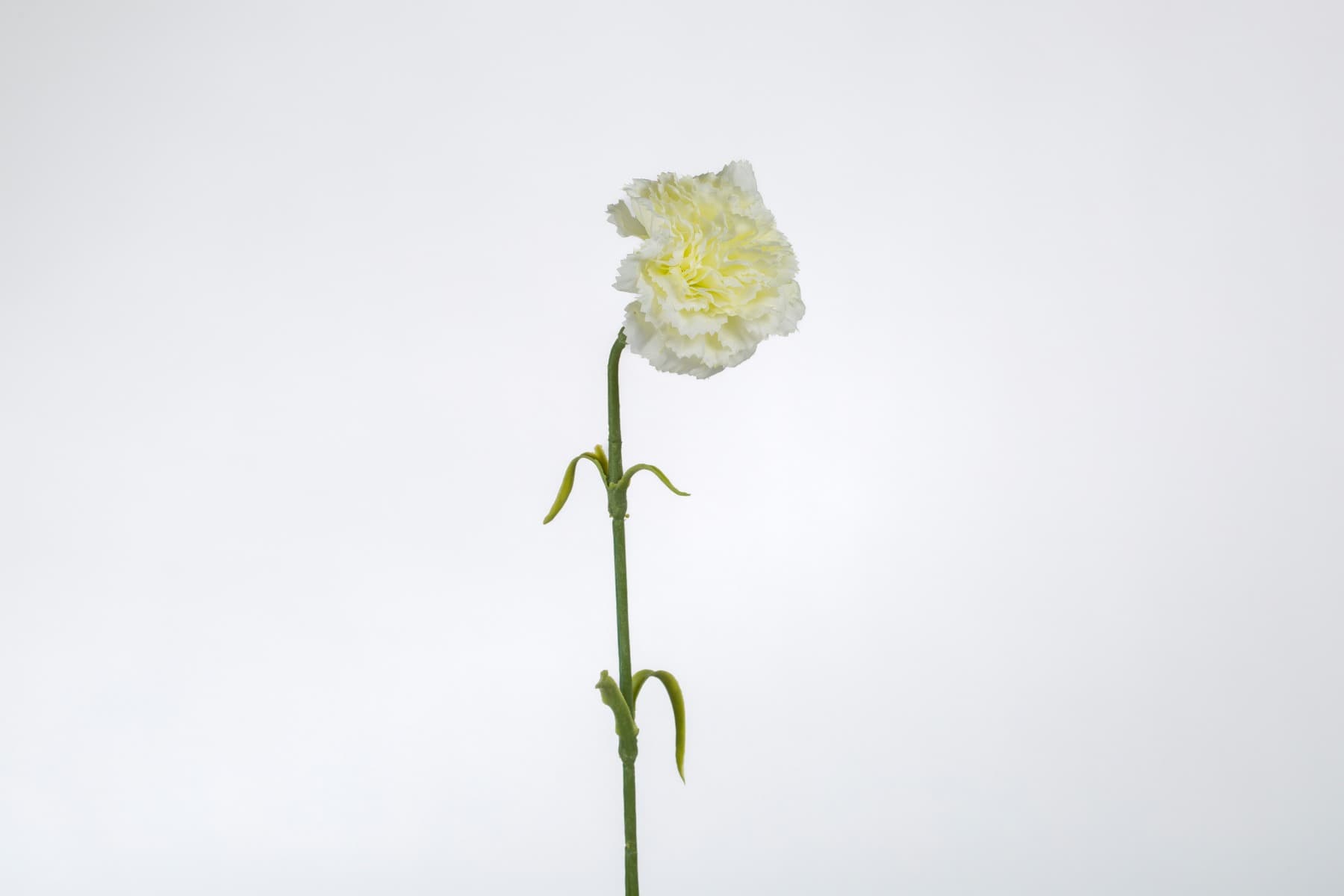 17" White Carnation spray