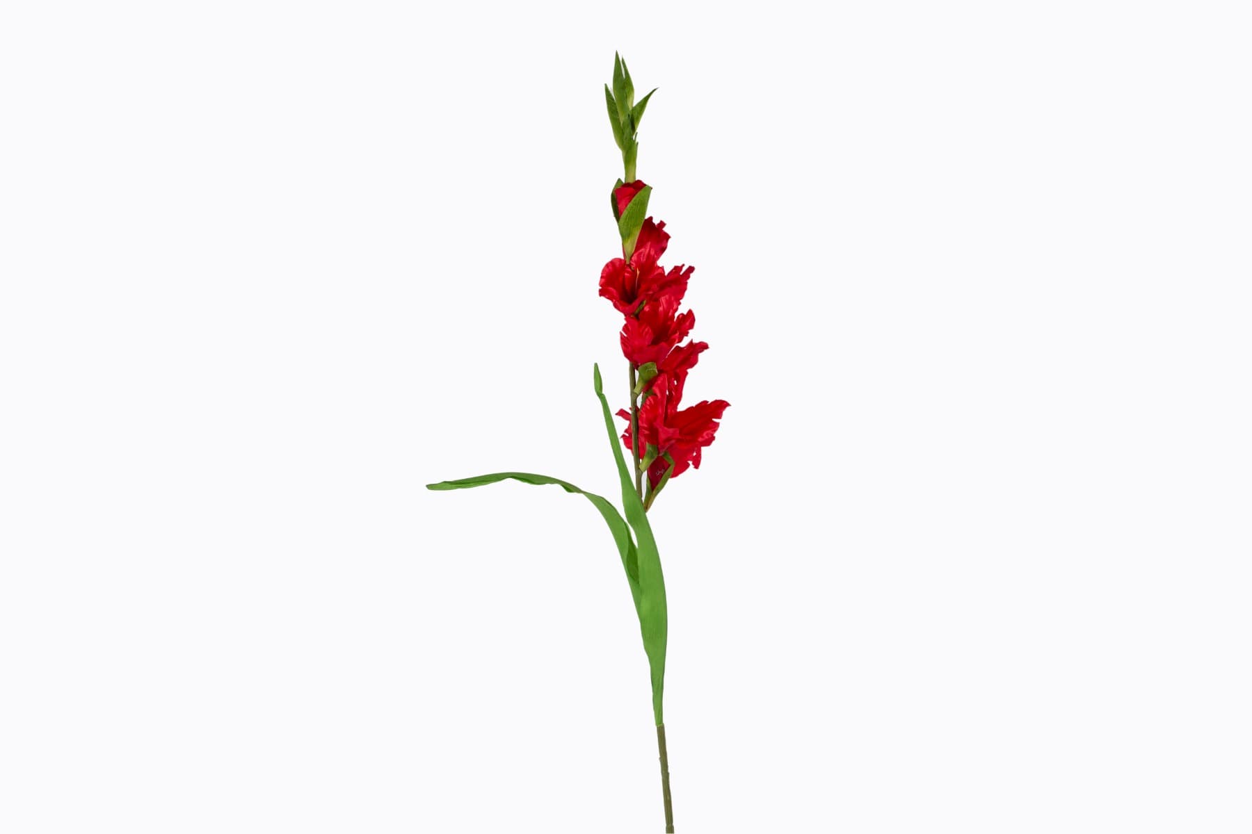 36" Red Gladiolus Spray