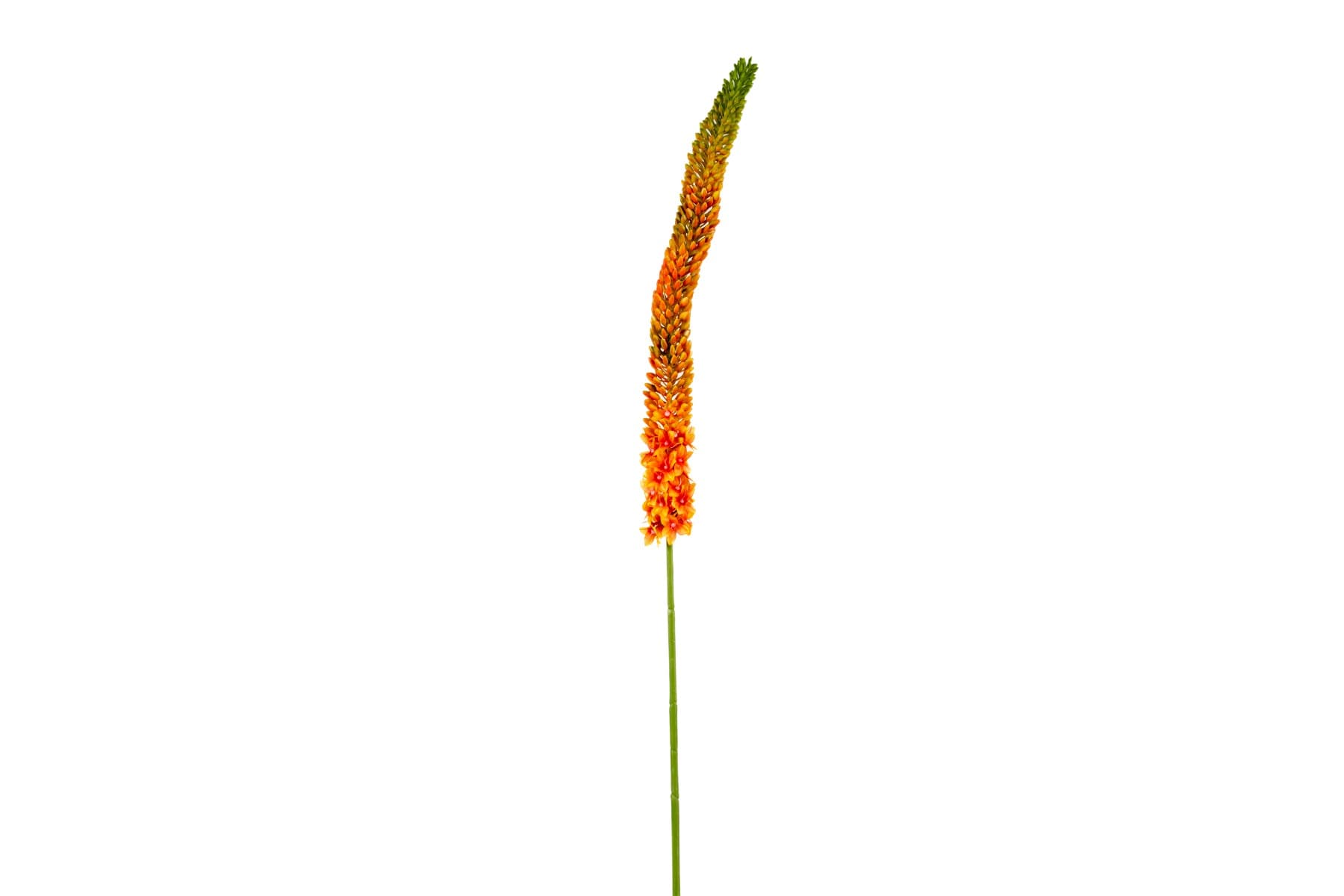 44" Foxtail Lily Spray Orange Green