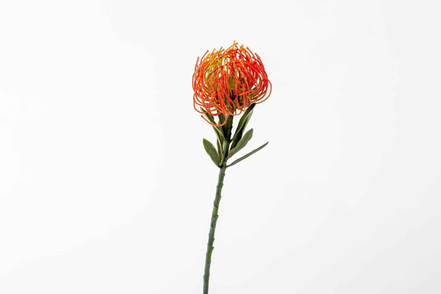 14" Orange Pin Cushion Protea Spray