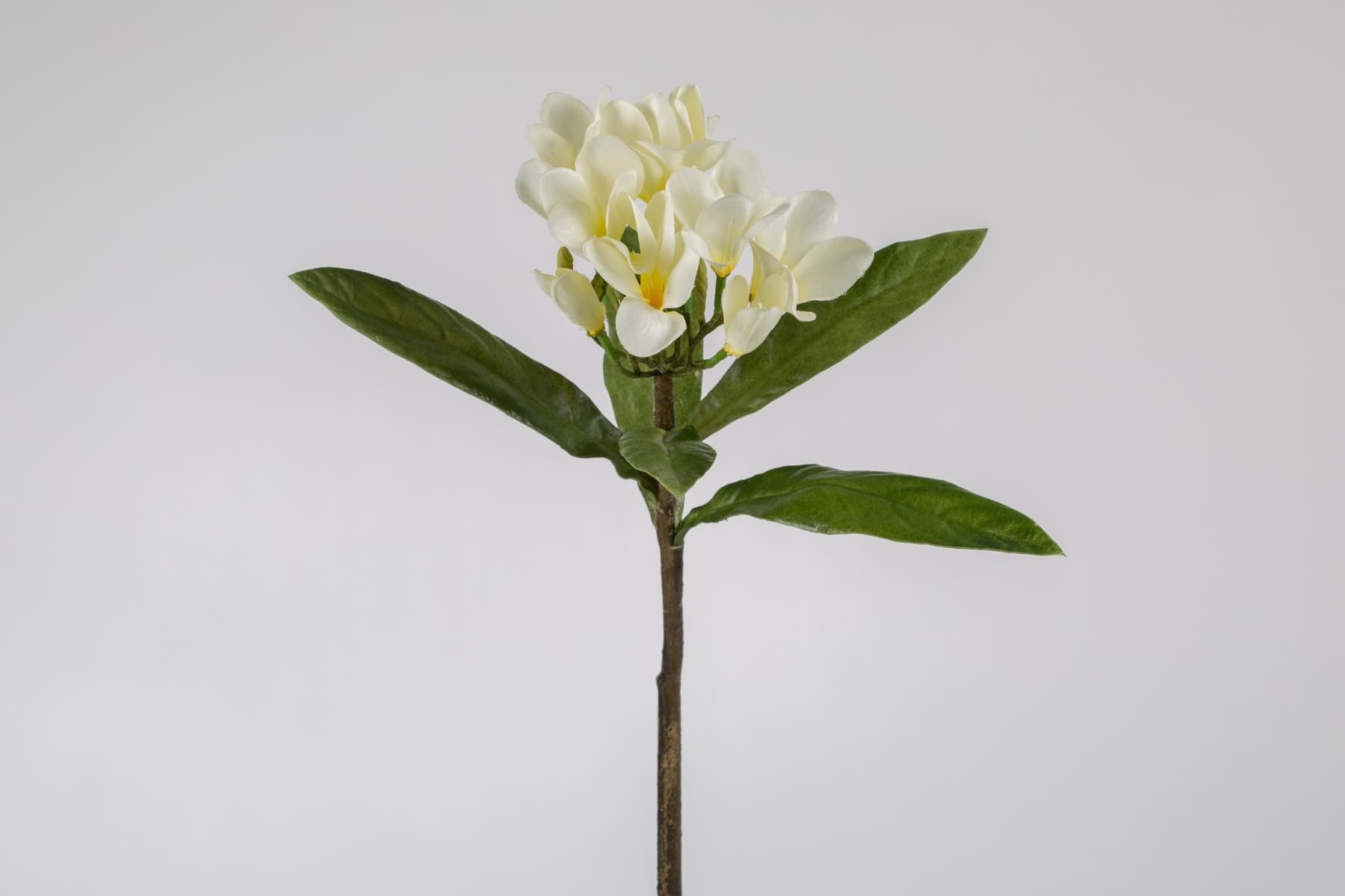 22" Cream Plumeria spray