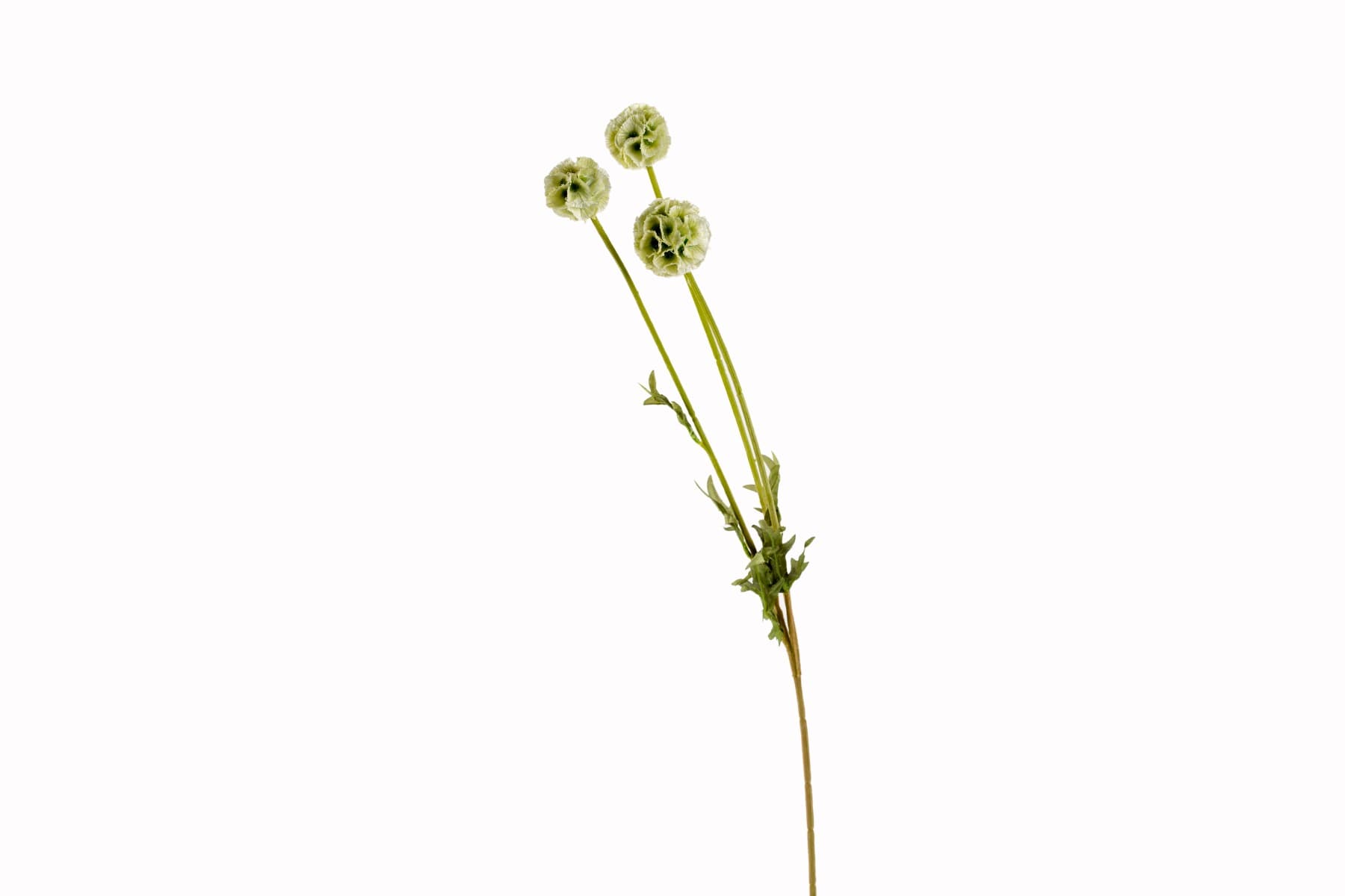 24" Green Stellata Scabiosa Spray
