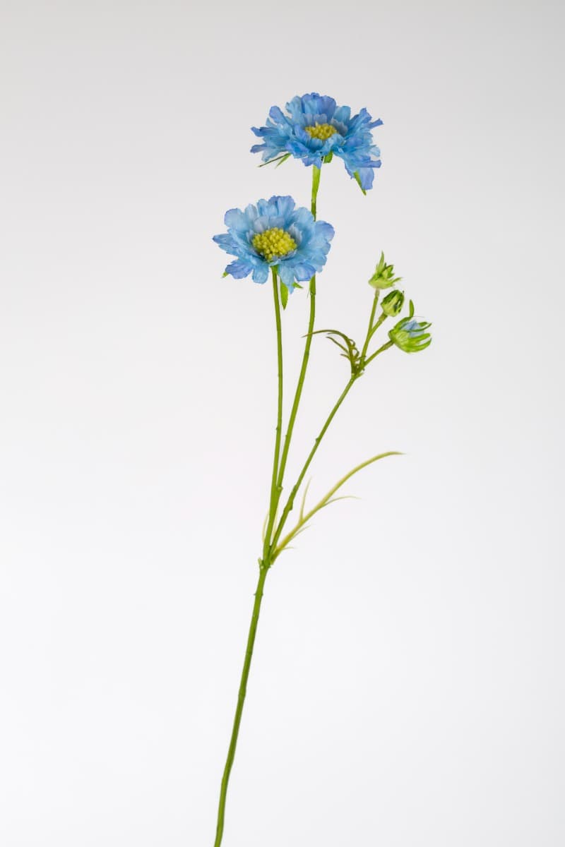 32" Blue Scabiosa spray