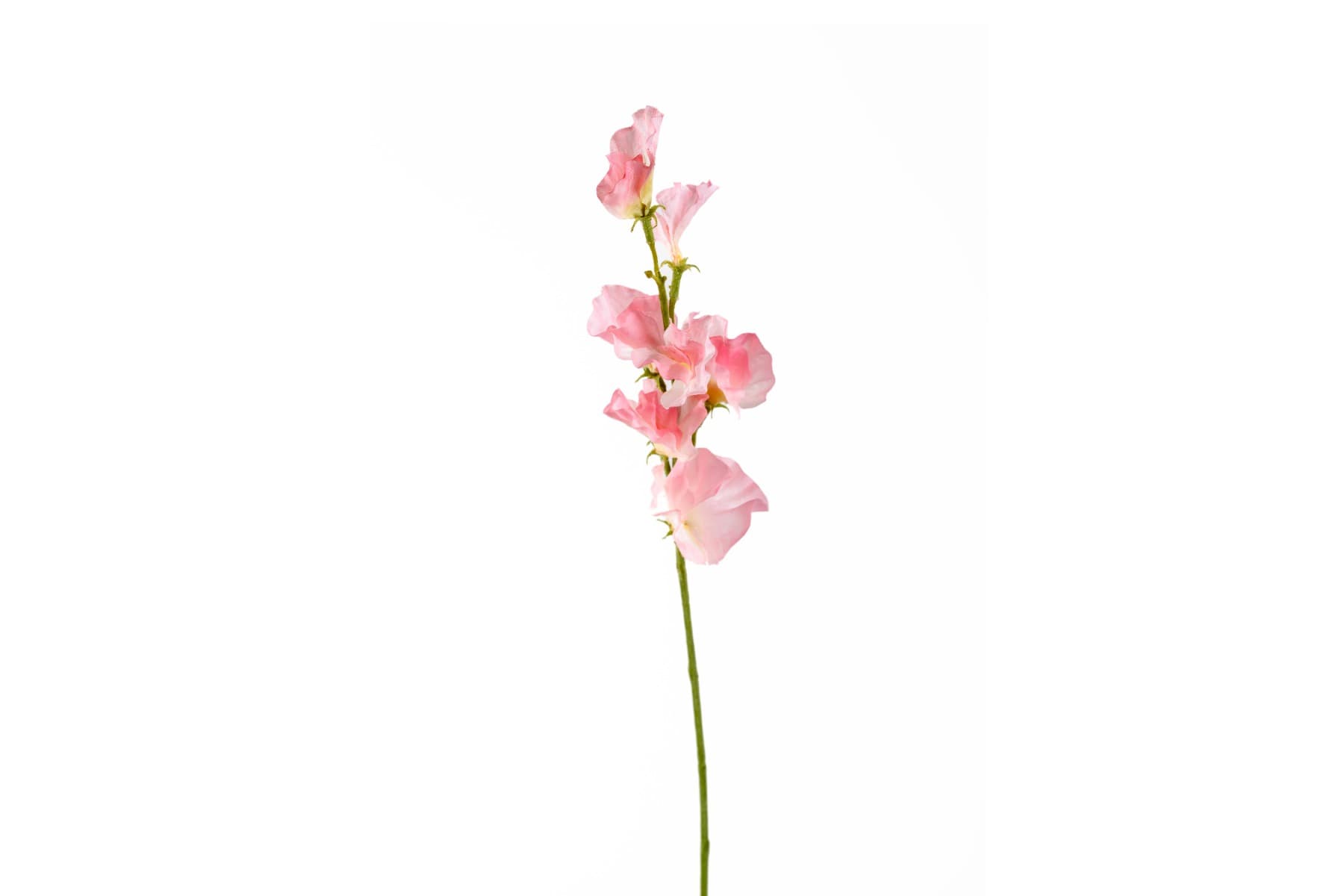 22" Pink Sweet Pea Spray