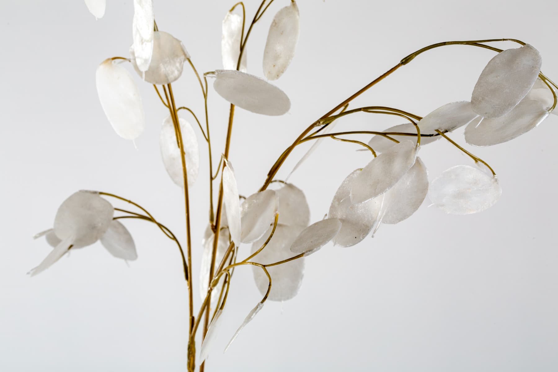 30" White Silver Dollar Lunaria Stem