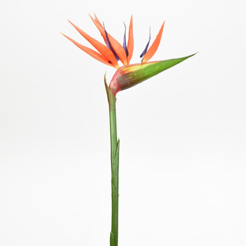 36" Bird of Paradise Spray