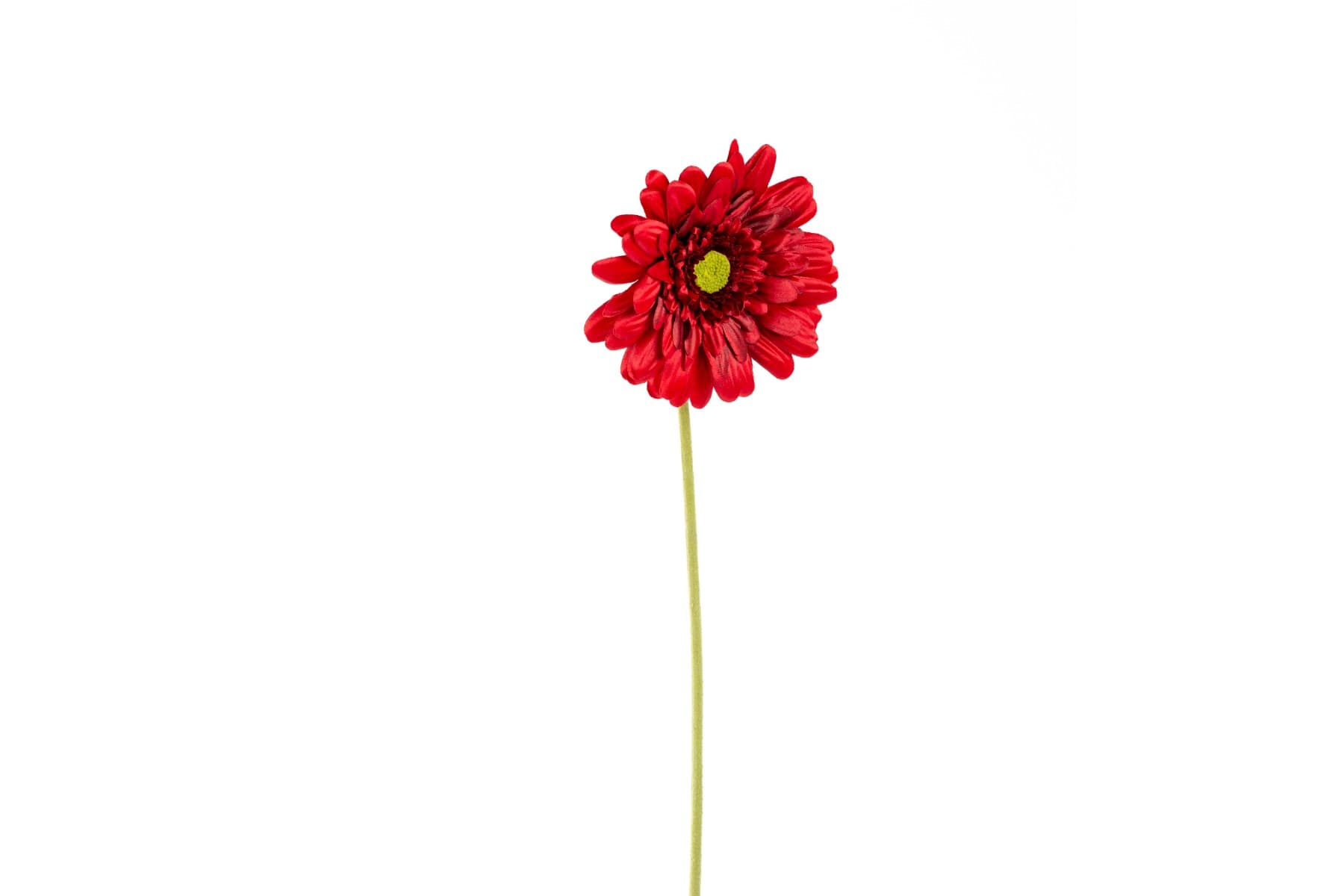21" Red Gerbera daisy