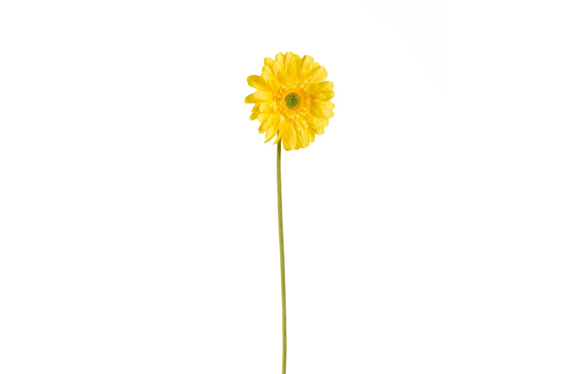 21.5" Gerbera Daisy Yellow