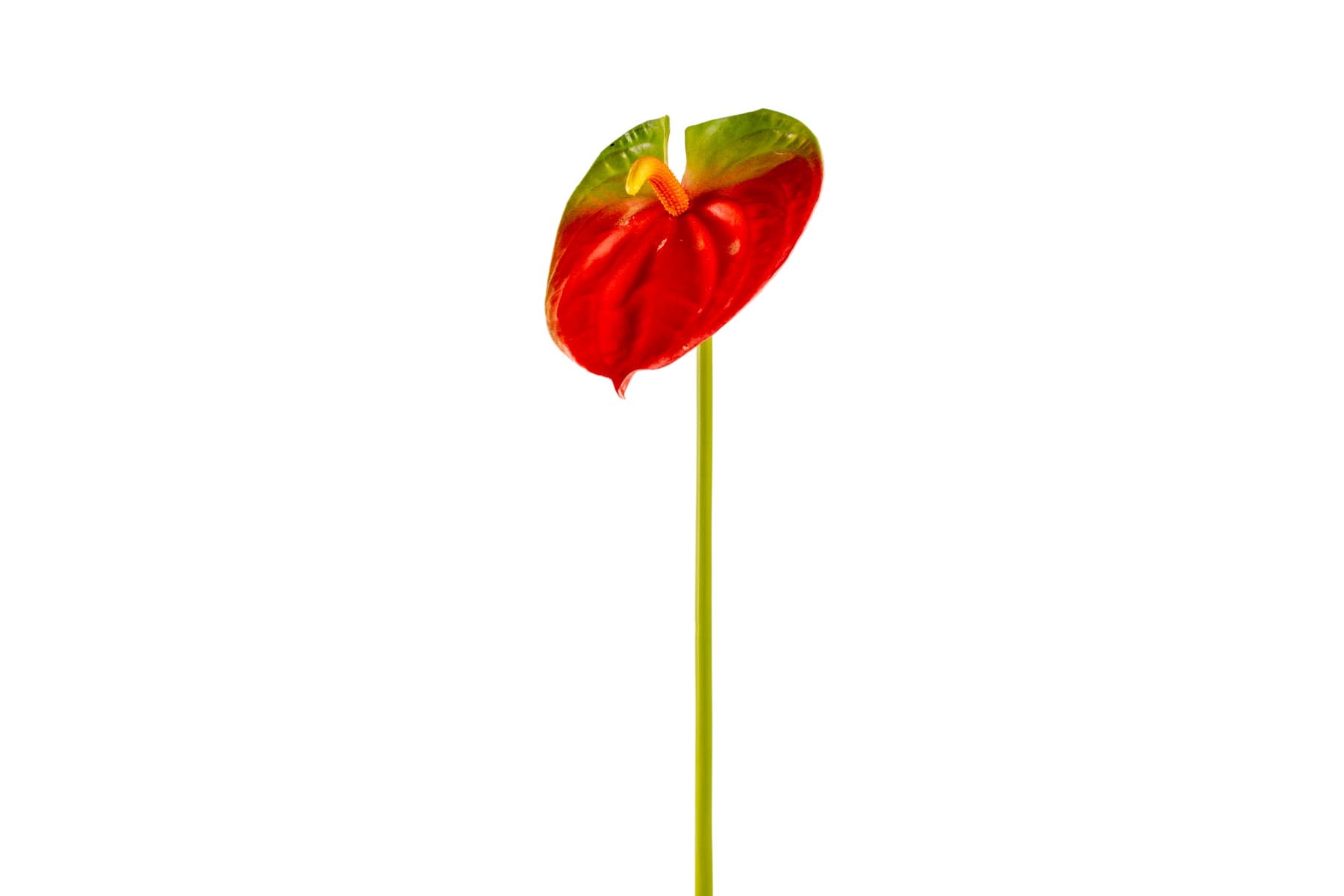 25" Red Anthurium Spray