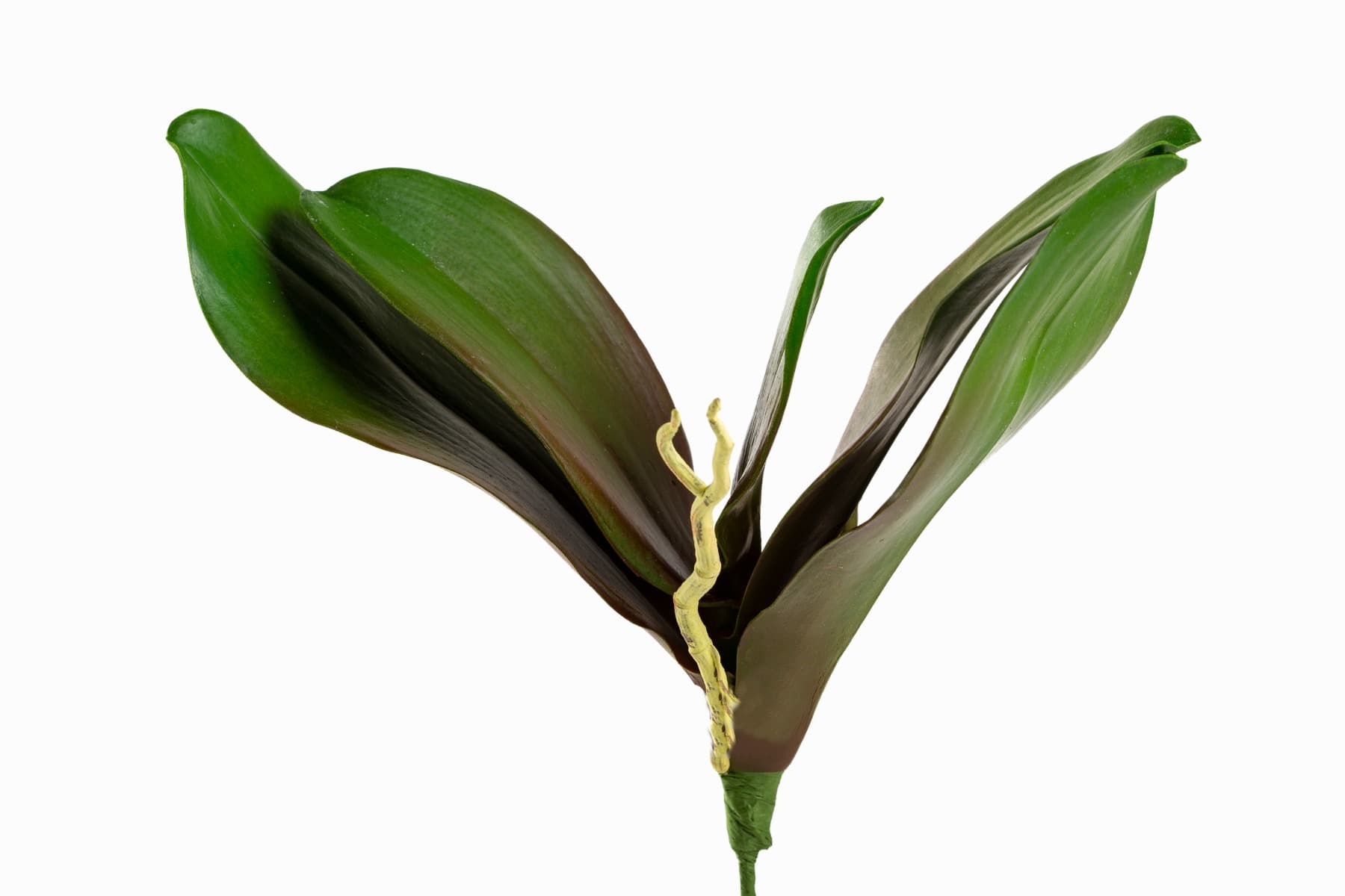 Phalaenopsis Orchid Leaf & Roots - Synthetic