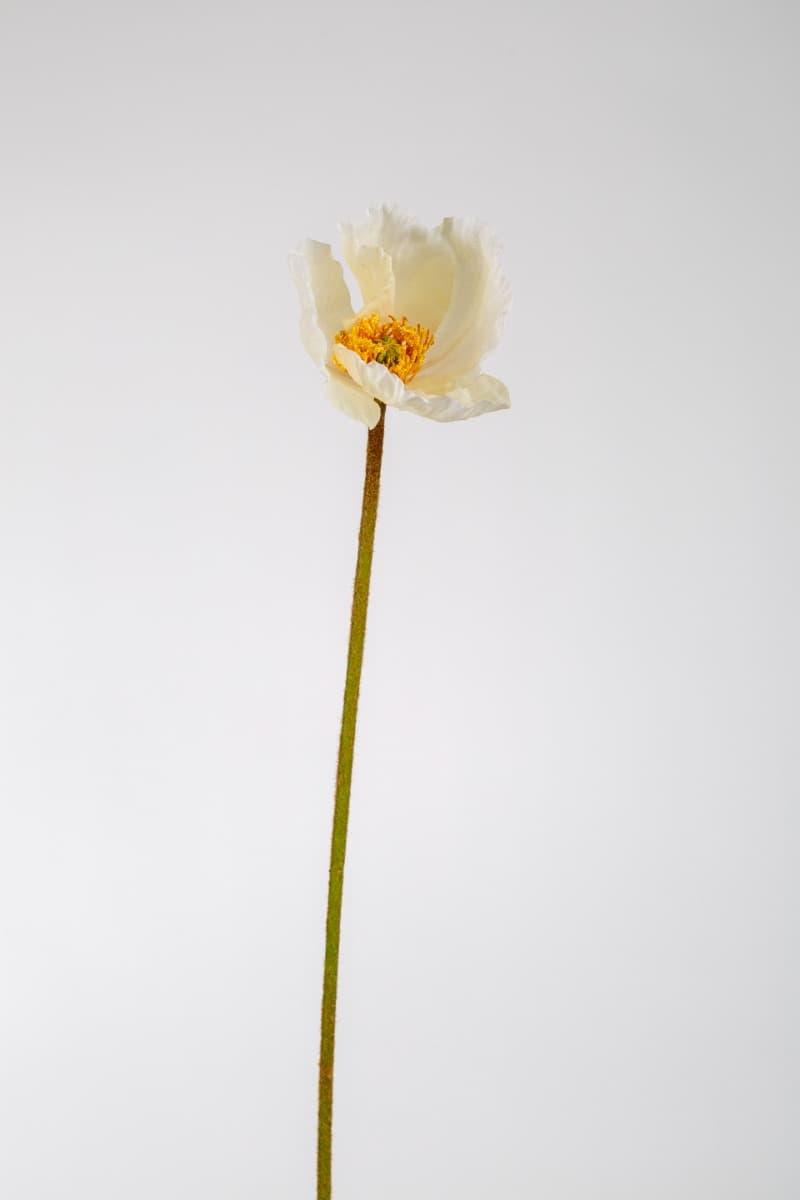 23" Cream Poppy Spray