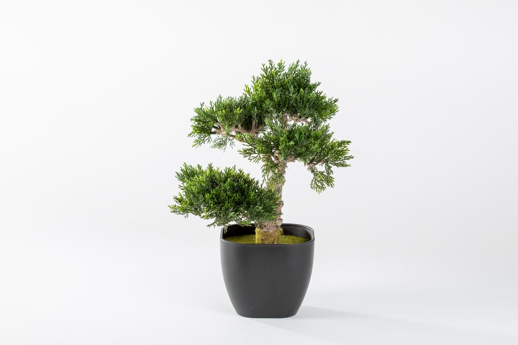 15" Potted Cedar Bosal Tree