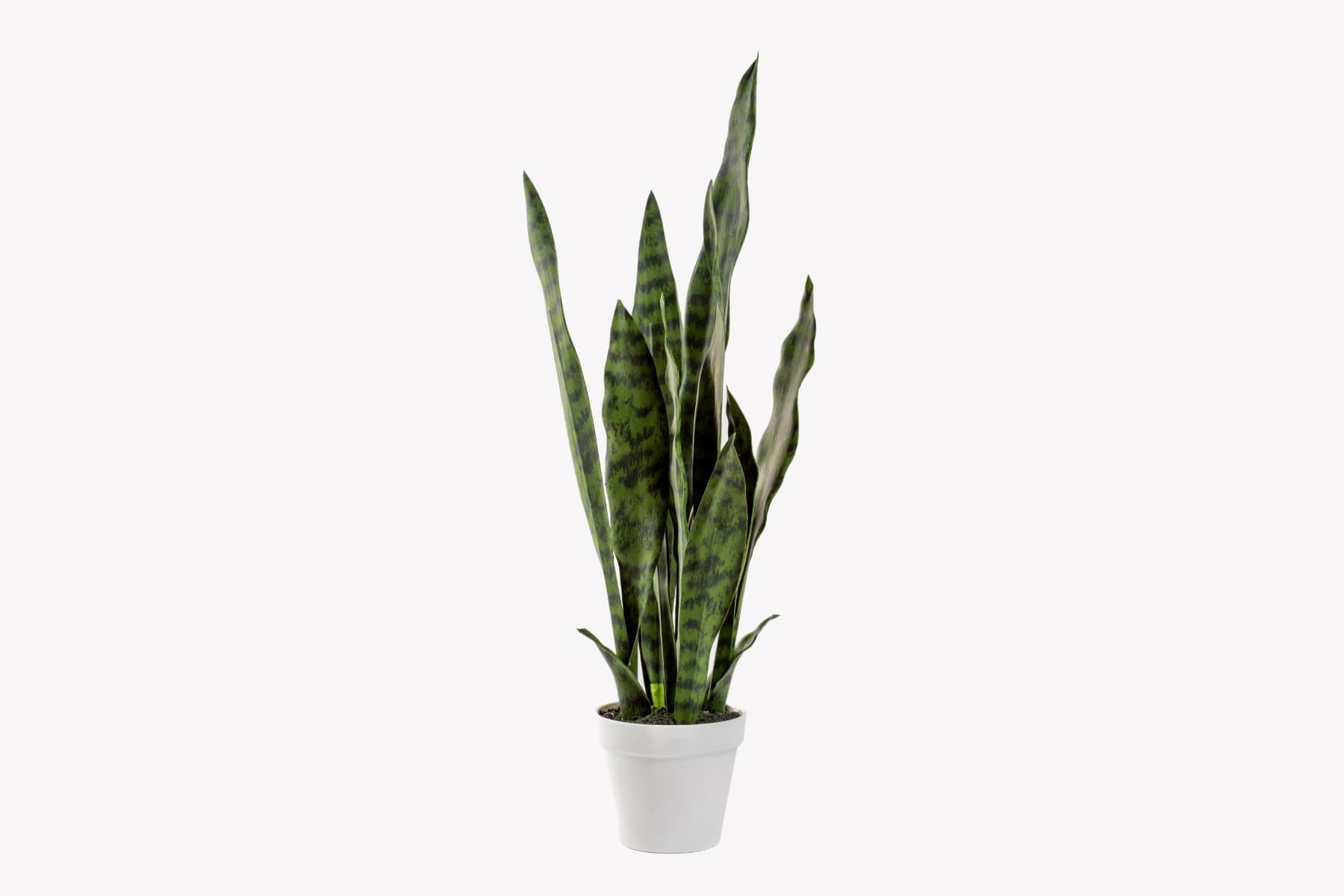 26´´ White Potted Sansevieria