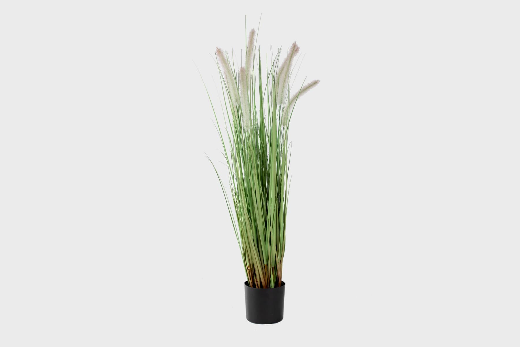 36´´ Potted Dog Tail Grass