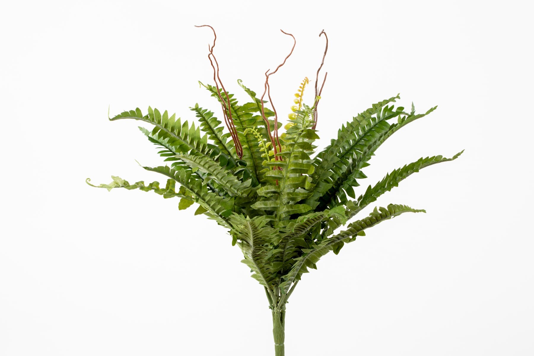 16" Boston Fern Bush