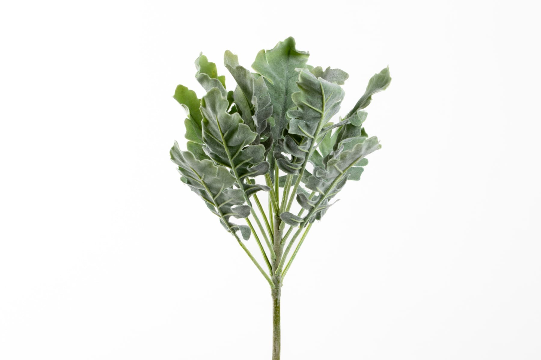 12" Grey/Green Dusty Miller Spray