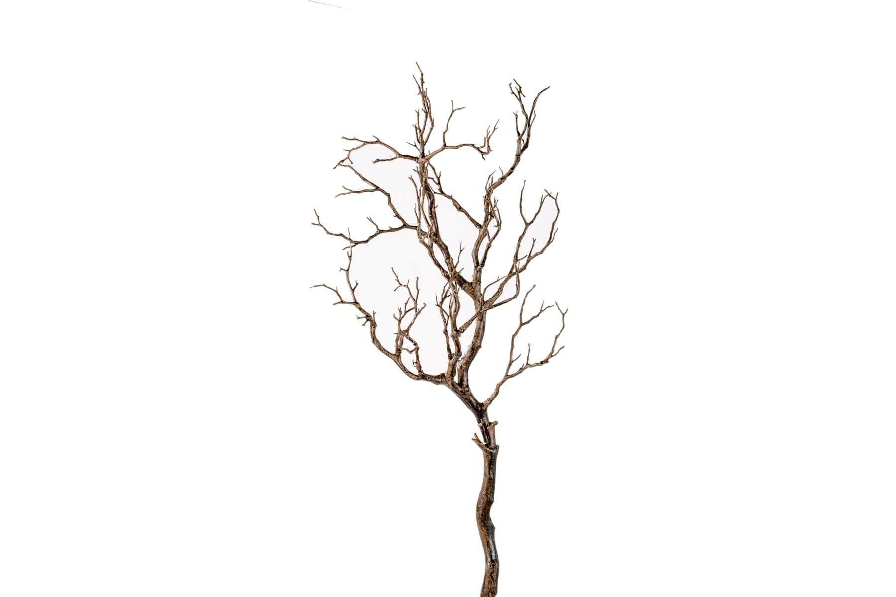 38" Manzanita Tree Branch