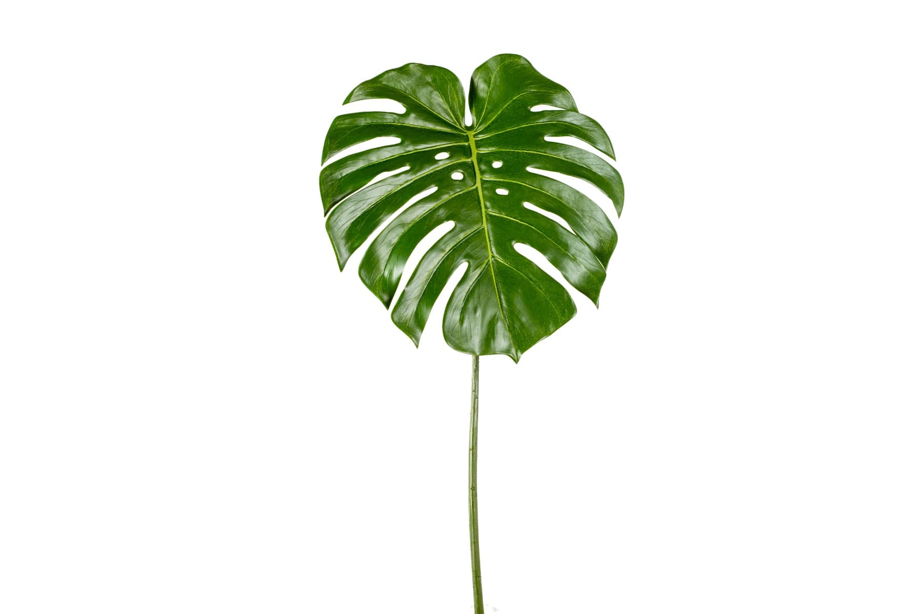 23.5" Green Philodendron spray