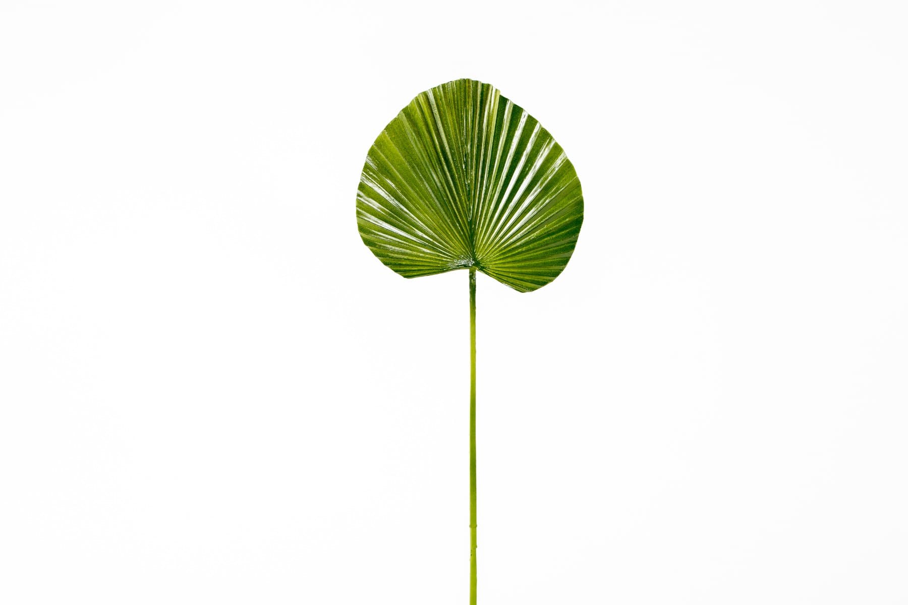 24.5" Fan Palm Leaf Spray