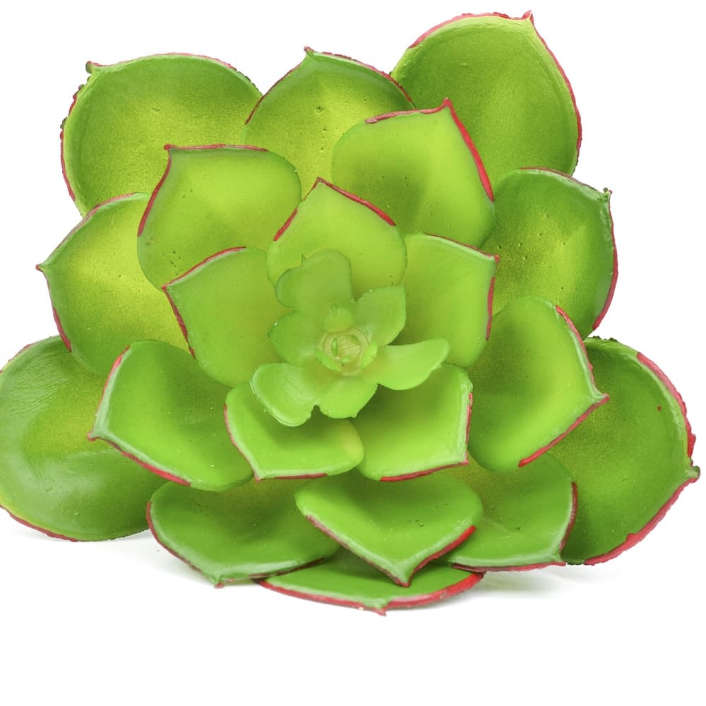 3.5 inch Echeveria Succulent Pick