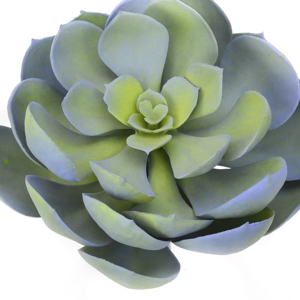 5.5" Light Blue Echeveria Succulent
