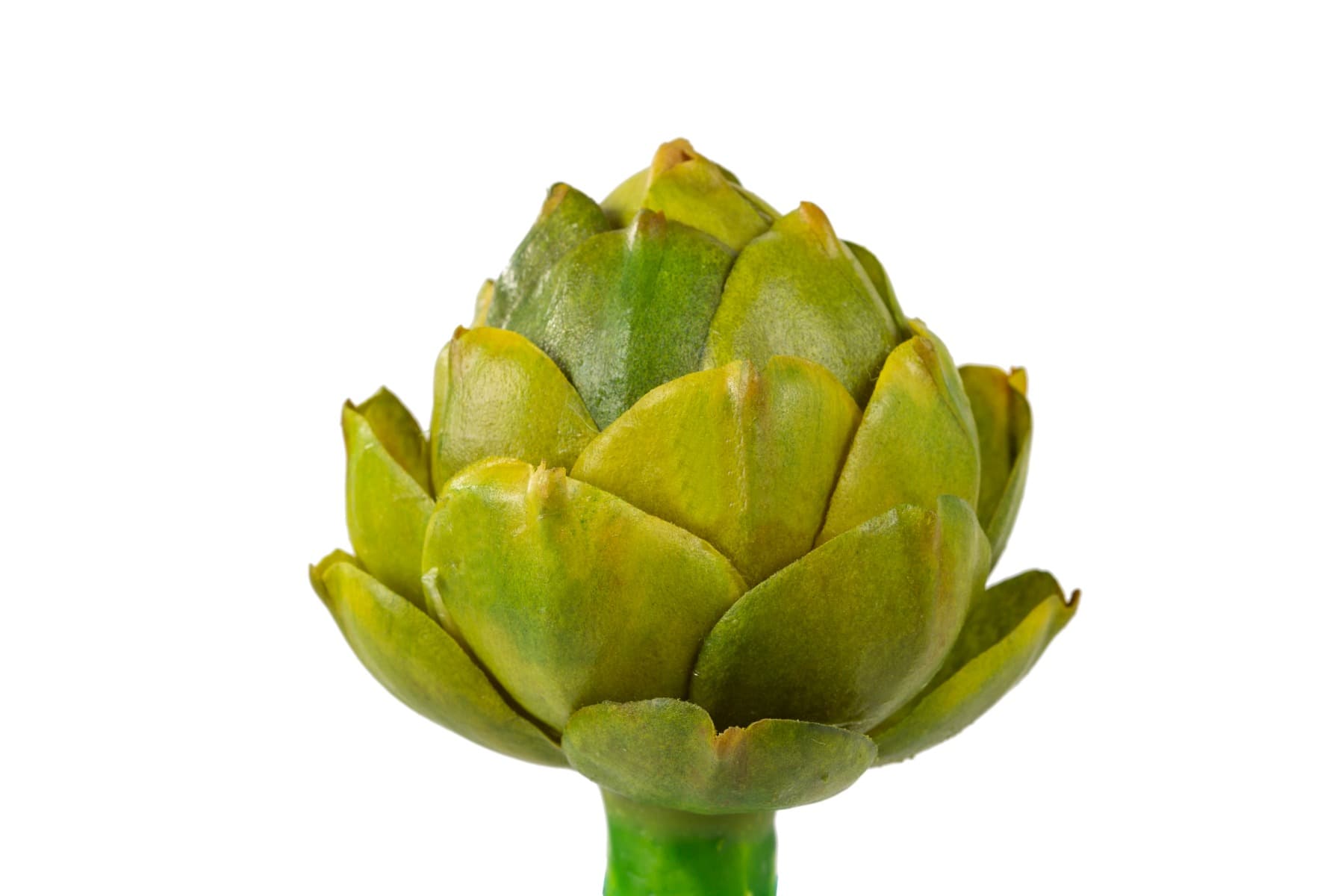 2.5" Artichoke green