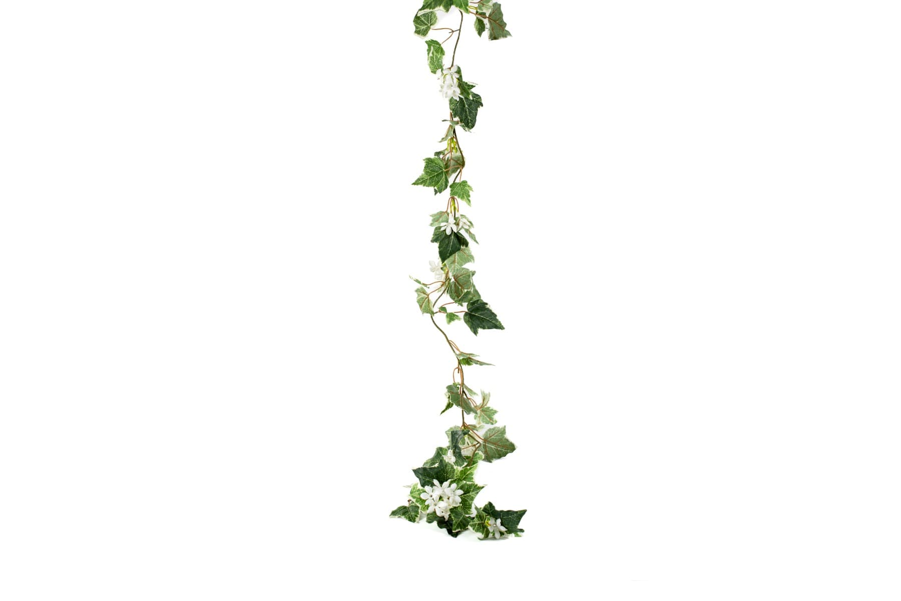 6' Stephanotis w ivy leaf garland