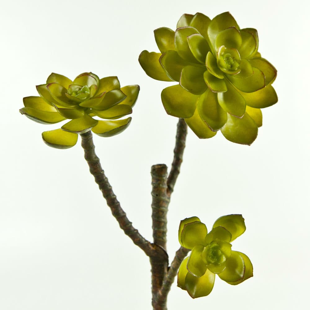 13" Three Bloom Echeveria Succulent