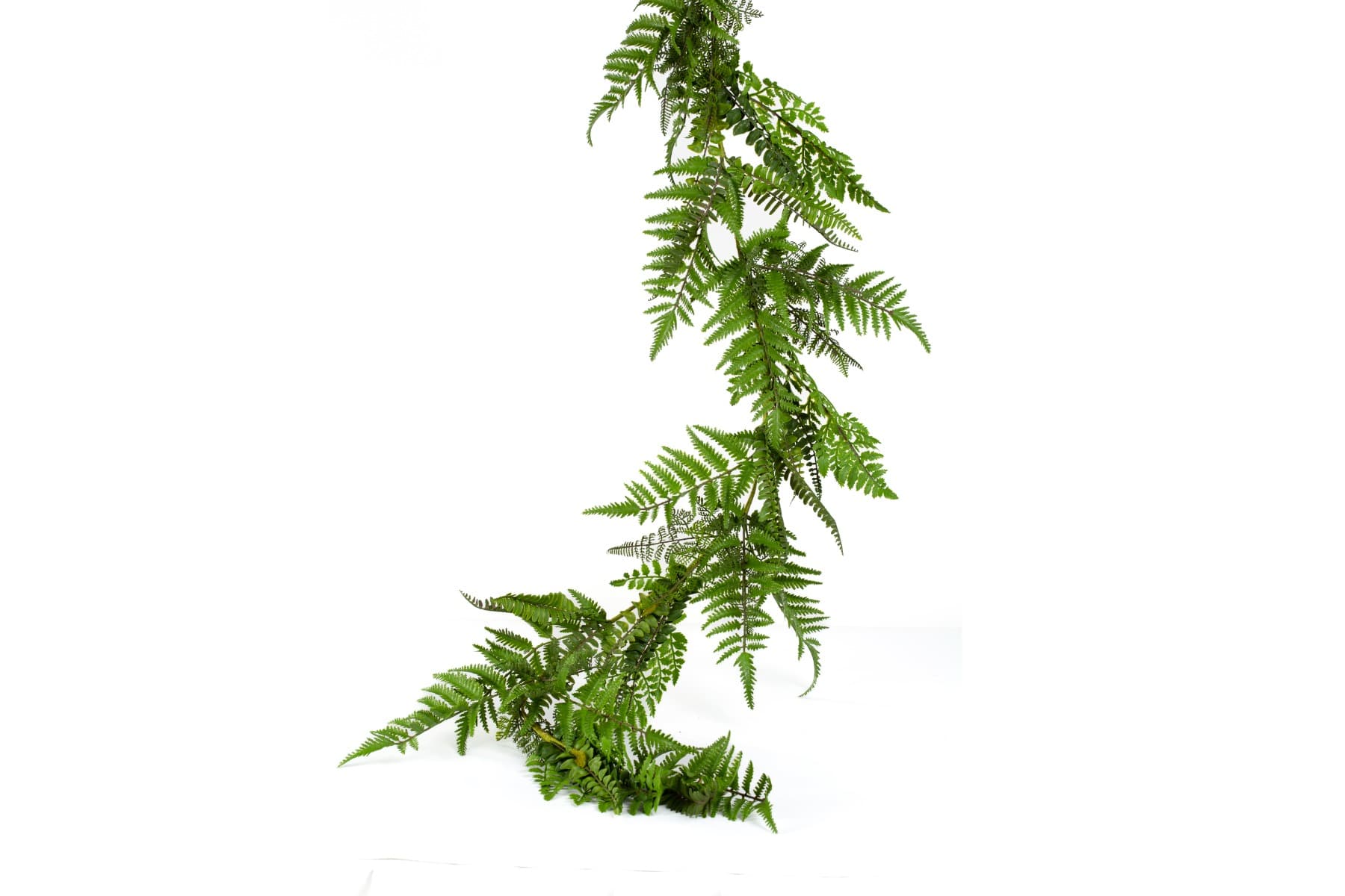 5' Mixed Fern Garland - View 1