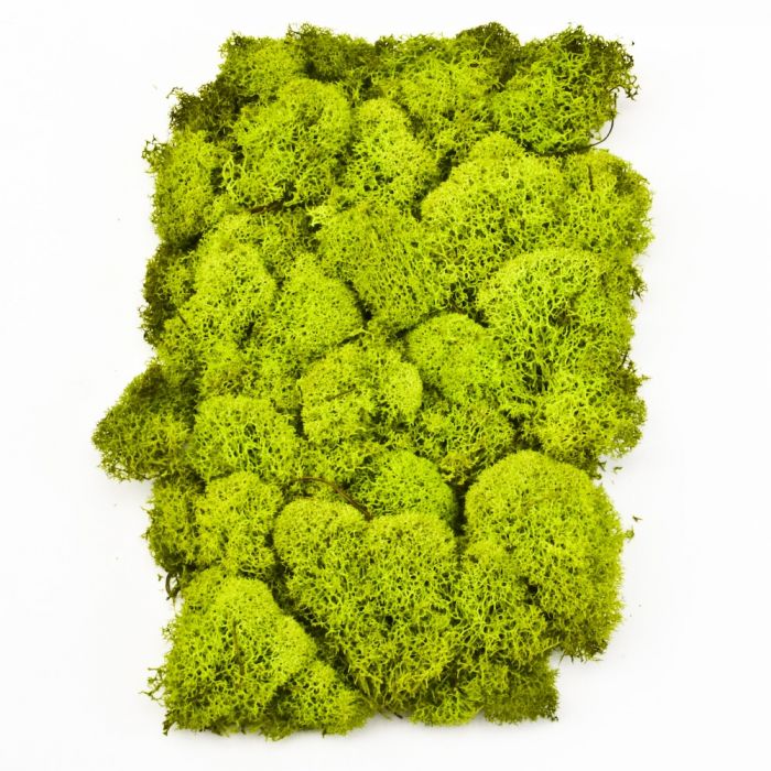 Chartreuse Reindeer Moss for Decor and Crafts – Air Plant Supply Co.